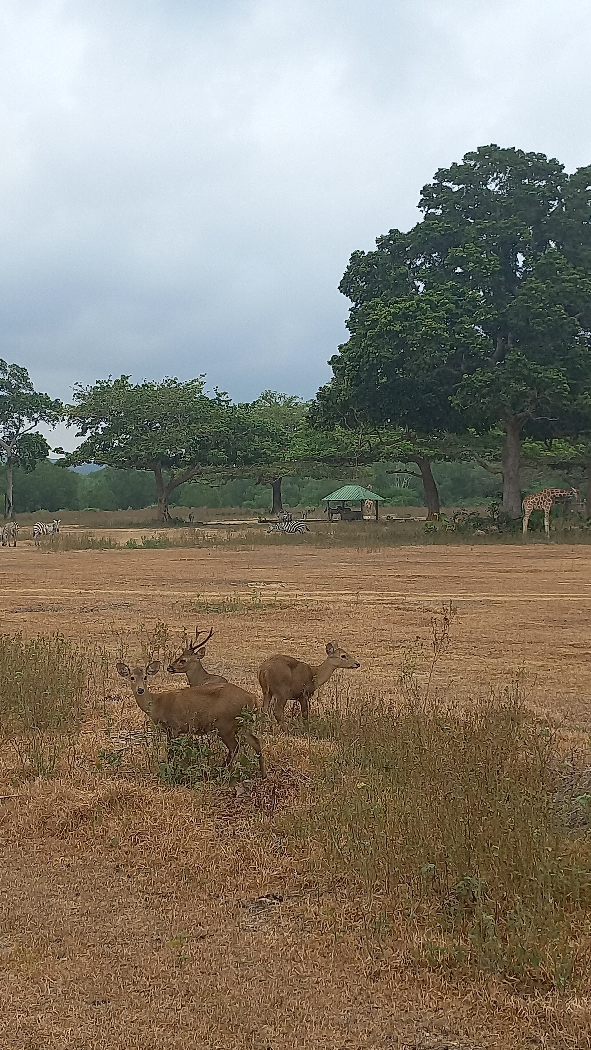 Calamian deer Palawan