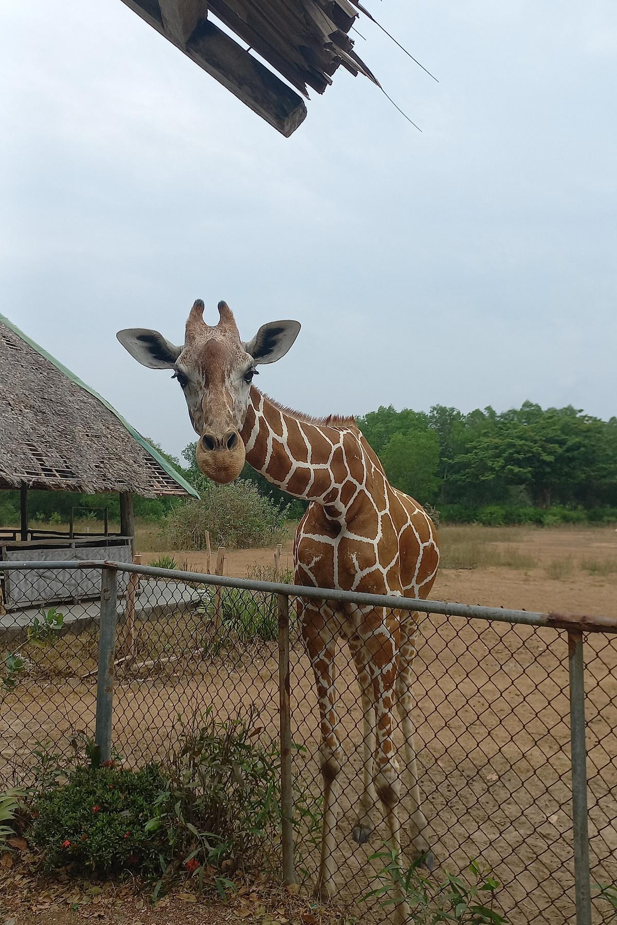 Calauit Safari Park giraffe